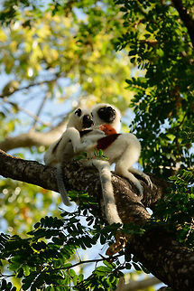 Coquerels sifaka with young, Ankarafantsika, Madagascar Our first sight of this beautiful lemur species. A fun fact is that in Ankarafantsika at the reception you have to pick from one of named hikes, and then pay your fee and pick up your guide. One of the hikes is named "Coquerels sifaka". But you won't find any on that hike since they all moved to the entrance of the park due to the enormous mango trees :) Africa,Ankarafantsika,Coquerels sifaka,Geotagged,Madagascar,Madagascar North,Propithecus coquereli,Spring,World