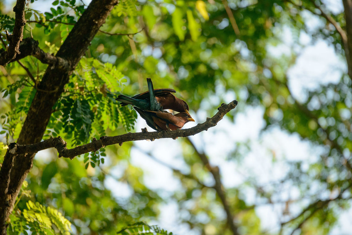 Broad-billed Roller - love, Ankarafantsika, Madagascar Making new rollers... Africa,Ankarafantsika,Cinnamon roller,Eurystomus glaucurus,Geotagged,Madagascar,Madagascar North,Spring,World
