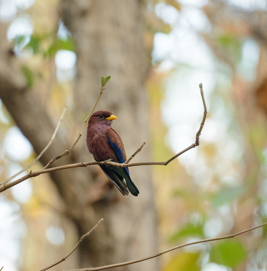 Broad-billed Roller - closeup, Ankarafantsika, Madagascar  Africa,Ankarafantsika,Cinnamon roller,Eurystomus glaucurus,Geotagged,Madagascar,Madagascar North,Spring,World