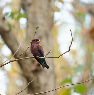 Broad-billed Roller - closeup, Ankarafantsika, Madagascar  Africa,Ankarafantsika,Cinnamon roller,Eurystomus glaucurus,Geotagged,Madagascar,Madagascar North,Spring,World