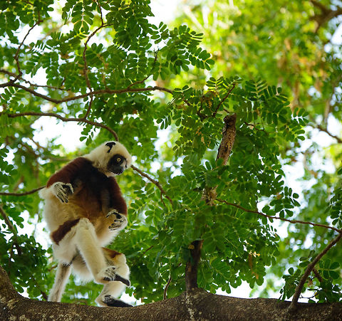 Coquerels sifaka tree walker, Ankarafantsika, Madagascar Why risk jumping from tree to tree when you can just run on them :) Africa,Ankarafantsika,Coquerels sifaka,Geotagged,Madagascar,Madagascar North,Propithecus coquereli,Spring,World