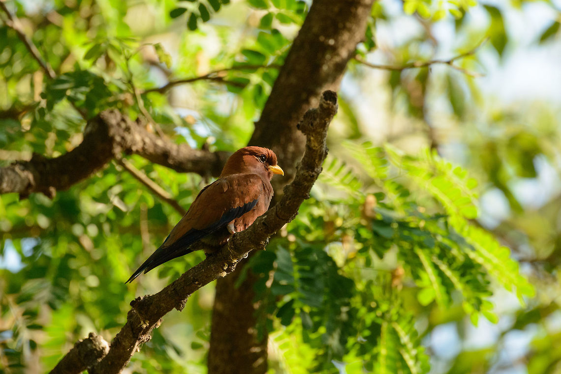 Broad-billed Roller - morning sun, Ankarafantsika, Madagascar  Africa,Ankarafantsika,Cinnamon roller,Eurystomus glaucurus,Geotagged,Madagascar,Madagascar North,Spring,World