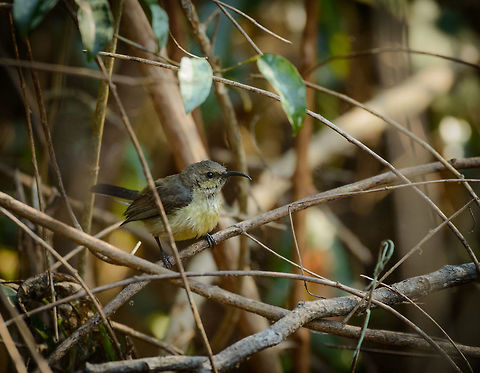 Souimanga sunbird, Ankarafantsika, Madagascar Species ID provided by our guide, I'm assuming this is the female. Very nervous bird, so not a great photo. Africa,Ankarafantsika,Cinnyris sovimanga,Geotagged,Madagascar,Madagascar North,Spring,World,souimanga sunbird