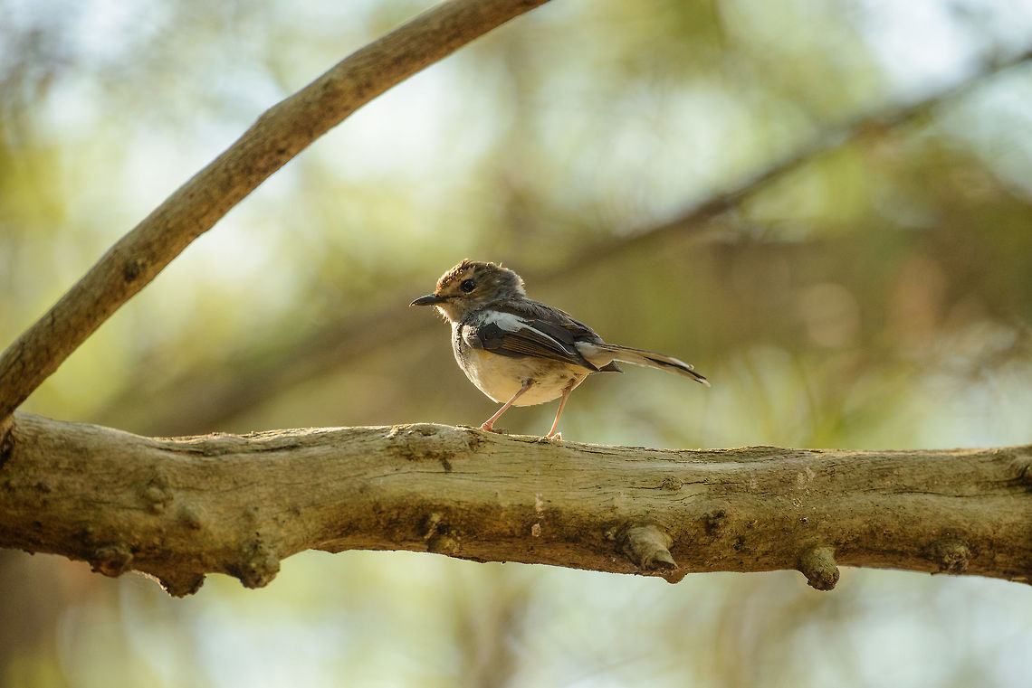 Madagascar Magpie-Robin, Ankarafantsika, Madagascar Female, found on our first morning in Ankarafantsika, one of our favorite parks of our trip. Africa,Ankarafantsika,Copsychus albospecularis,Geotagged,Madagascar,Madagascar Magpie-Robin,Madagascar North,Spring,World