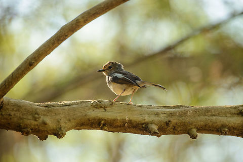 Madagascar Magpie-Robin, Ankarafantsika, Madagascar Female, found on our first morning in Ankarafantsika, one of our favorite parks of our trip. Africa,Ankarafantsika,Copsychus albospecularis,Geotagged,Madagascar,Madagascar Magpie-Robin,Madagascar North,Spring,World