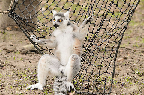King Julien XIII The self-declared king of Madagascar the movie has disciples as far-reaching as the Netherlands. Geotagged,Lemur,Lemur catta,Monkeys,Papegaaienpark VeldHoven,Parrot Park Veldhoven,Ring-tailed lemur,The Netherlands