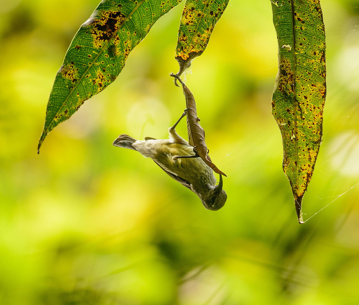 Sun bird investigating curled up leaf, Ankarafantsika, Madagascar This nervous sun bird spend minutes messing with this curled up leaf. I'm not sure what the behavior means. Nest? Food? My guess is that this is a Souimanga sunbird, since Madagascar has only a few species of sun birds, and this one matches closely, visually that is. Africa,Ankarafantsika,Cinnyris sovimanga,Geotagged,Madagascar,Madagascar North,Souimanga sunbird,Spring,World