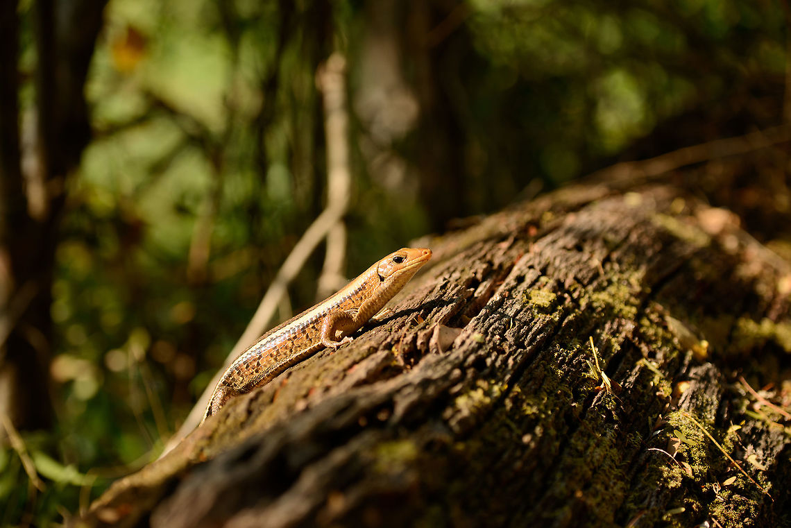 Broad-tailed girdled lizard, Ankarafantsika, Madagascar Found in the dry forest of Ankarafantsika. I love dry forests. Not only do they offer good visibility, the cracking of dry leafs under your foot steps brings motions to critters nearby that you otherwise would not detect, such as this one. The only thing to manage is your heart beat, which spikes each time. Closeup:<br />
<figure class="photo"><a href="https://www.jungledragon.com/image/39256/broad-tailed_girdled_lizard_-_closeup.html" title="Broad-tailed Girdled lizard - closeup"><img src="https://s3.amazonaws.com/media.jungledragon.com/images/2/39256_thumb.jpg?AWSAccessKeyId=05GMT0V3GWVNE7GGM1R2&Expires=1759968010&Signature=mWcGy6PU40CRT3G6erBR97zmZ0s%3D" width="200" height="166" alt="Broad-tailed Girdled lizard - closeup Africa,Ankarafantsika,Broad-tailed Girdled Lizard,Geotagged,Madagascar,Madagascar North,Spring,World,Zonosaurus laticaudatus" /></a></figure> Africa,Ankarafantsika,Broad-tailed Girdled Lizard,Geotagged,Madagascar,Madagascar North,Spring,World,Zonosaurus laticaudatus