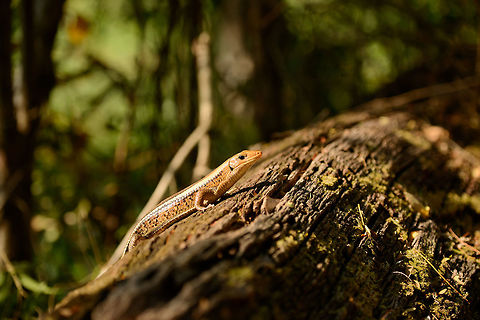 Broad-tailed girdled lizard, Ankarafantsika, Madagascar Found in the dry forest of Ankarafantsika. I love dry forests. Not only do they offer good visibility, the cracking of dry leafs under your foot steps brings motions to critters nearby that you otherwise would not detect, such as this one. The only thing to manage is your heart beat, which spikes each time. Closeup:
https://www.jungledragon.com/image/39256/broad-tailed_girdled_lizard_-_closeup.html Africa,Ankarafantsika,Broad-tailed Girdled Lizard,Geotagged,Madagascar,Madagascar North,Spring,World,Zonosaurus laticaudatus