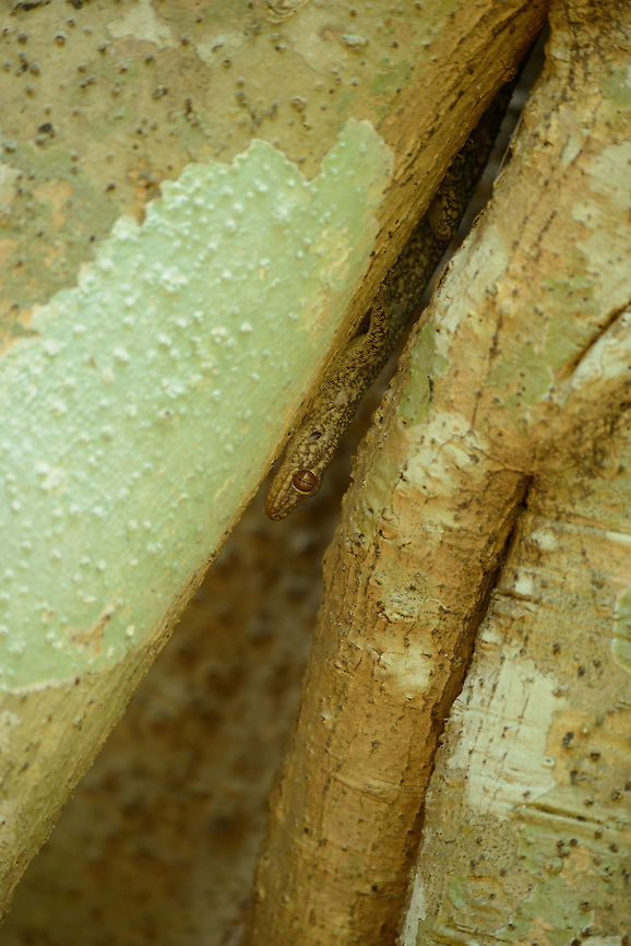 Small gecko hiding amidst trees, Ankarafantsika, Madagascar Not entirely sure yet on the species. Will check with an expert. Africa,Ankarafantsika,Antongil Velvet Gecko,Blaesodactylus antongilensis,Geotagged,Madagascar,Madagascar North,Spring,World