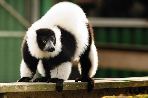 Black-and-white ruffed lemur This is one of the two types of Ruffed Lemurs, the other being the Red ruffed lemur. This is the only primate in the world that builds a nest for their young. Black-and-white ruffed lemur,Geotagged,Monkeys,Papegaaienpark VeldHoven,Parrot Park Veldhoven,The Netherlands,Varecia variegata,lemur