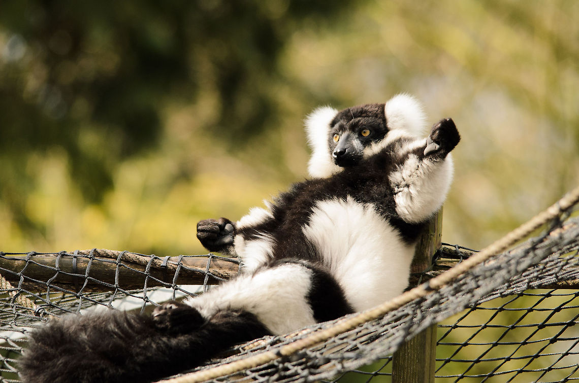 More wine please What is it with Lemurs and their lazy arrogance? It is perhaps because they are the rulers of Madagascar, the only place where they naturally occur? Black-and-white ruffed lemur,Geotagged,Lemur,Monkeys,Papegaaienpark VeldHoven,Parrot Park Veldhoven,The Netherlands,Varecia variegata