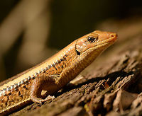 Broad-tailed Girdled lizard - closeup  Africa,Ankarafantsika,Broad-tailed Girdled Lizard,Geotagged,Madagascar,Madagascar North,Spring,World,Zonosaurus laticaudatus