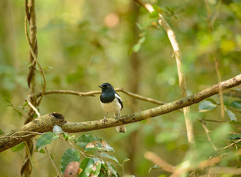 Madagascar Magpie-Robin - male, Ankarafantsika, Madagascar In its cluttered world. Quite a tame bird if you keep a minimum distance. Africa,Ankarafantsika,Copsychus albospecularis,Geotagged,Madagascar,Madagascar Magpie-Robin,Madagascar North,Spring,World