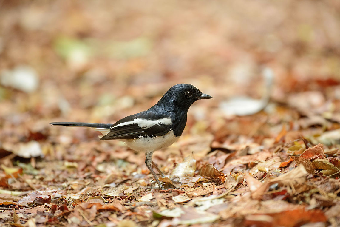 Closeup of male Madagascar Magpie Robin, Ankarafantsika, Madagascar On the forest floor of the Ankarafantsika dry forest. Africa,Ankarafantsika,Copsychus albospecularis,Geotagged,Madagascar,Madagascar Magpie-Robin,Madagascar North,Spring,World