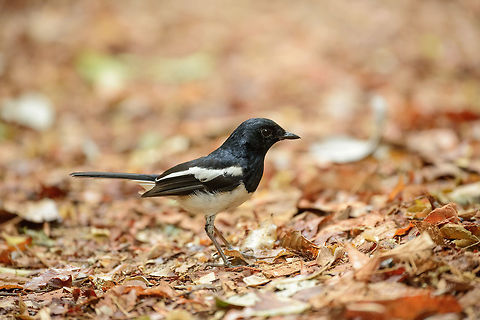 Closeup of male Madagascar Magpie Robin, Ankarafantsika, Madagascar On the forest floor of the Ankarafantsika dry forest. Africa,Ankarafantsika,Copsychus albospecularis,Geotagged,Madagascar,Madagascar Magpie-Robin,Madagascar North,Spring,World
