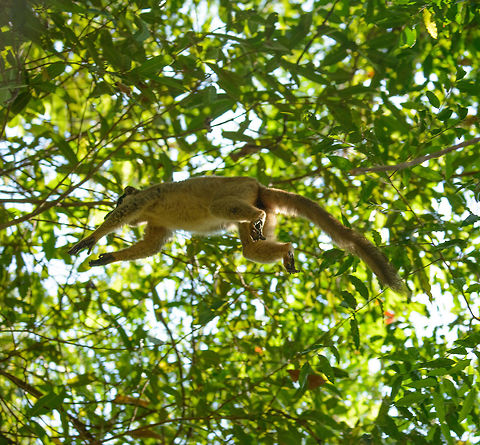 Common Brown Lemur mid-jump, Ankarafantsika, Madagascar Bottom view of a brown lemur making a seemingly effortless jump between trees. Africa,Ankarafantsika,Common brown lemur,Eulemur fulvus,Geotagged,Madagascar,Madagascar North,Spring,World