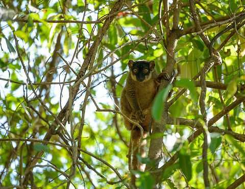 Common Brown Lemur, Ankarafantsika, Madagascar  Africa,Ankarafantsika,Common brown lemur,Eulemur fulvus,Geotagged,Madagascar,Madagascar North,Spring,World
