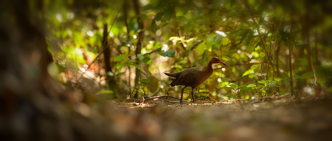 White-throated Rail, Ankarafantsika, Madagascar A ground level shot of a White-throated rail in the dry forest of Ankarafantsika. According to our guide, it is one of the most sought after birds in this park. Although it is not extremely rare by numbers, it is elusive and secretive. It needs to be, since it is flightless. Africa,Ankarafantsika,Dryolimnas cuvieri,Geotagged,Madagascar,Madagascar North,Spring,White-throated rail,World