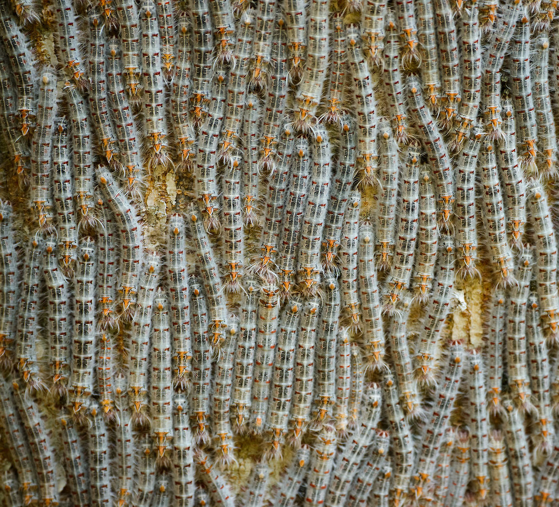 Processionary moths on tree, Ankarafantsika - closeup, Madagascar A large cluster of Processionary caterpillars on a tree in Ankarafantsika, Madagascar.<br />
<figure class="photo"><a href="https://www.jungledragon.com/image/39280/processionary_moths_on_tree_ankarafantsika_madagascar.html" title="Processionary moths on tree, Ankarafantsika, Madagascar"><img src="https://s3.amazonaws.com/media.jungledragon.com/images/2/39280_thumb.jpg?AWSAccessKeyId=05GMT0V3GWVNE7GGM1R2&Expires=1759968010&Signature=SszyCqWwaQpcD9SDuAYhZQ6YEoA%3D" width="102" height="152" alt="Processionary moths on tree, Ankarafantsika, Madagascar A large cluster of Processionary caterpillars on a tree in Ankarafantsika, Madagascar. Closeups:<br />
https://www.jungledragon.com/image/39277/processionary_moths_on_tree_ankarafantsika_-_closeup_madagascar.html<br />
https://www.jungledragon.com/image/39278/processionary_moths_on_tree_ankarafantsika_-_closeup_ii_madagascar.html<br />
<br />
I&#039;m having trouble finding any such species from Madagascar, so this will likely remain unidentified. This sighting freaked out all others. They can be hazardous to people due to the hairs, depending on how sensitive you are to it.  Africa,Ankarafantsika,Geotagged,Madagascar,Madagascar North,Spring,World" /></a></figure> Africa,Ankarafantsika,Geotagged,Madagascar,Madagascar North,Spring,World