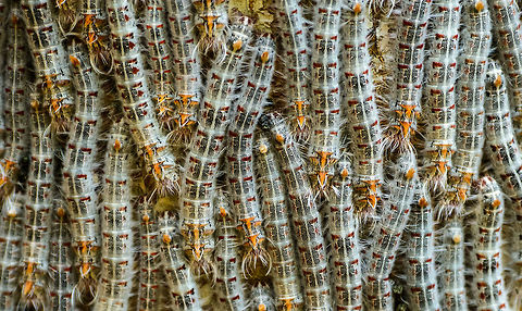 Processionary moths on tree, Ankarafantsika - closeup II, Madagascar A large cluster of Processionary caterpillars on a tree in Ankarafantsika, Madagascar.
https://www.jungledragon.com/image/39280/processionary_moths_on_tree_ankarafantsika_madagascar.html Africa,Ankarafantsika,Geotagged,Madagascar,Madagascar North,Spring,World