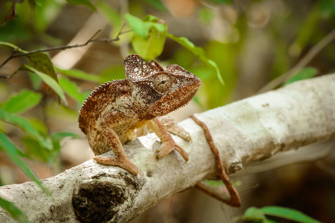 Malagasy Giant Chameleon, Ankarafantsika, Madagascar This one was indeed giant :) Africa,Ankarafantsika,Furcifer oustaleti,Geotagged,Madagascar,Madagascar North,Malagasy Giant Chameleon,Spring,World