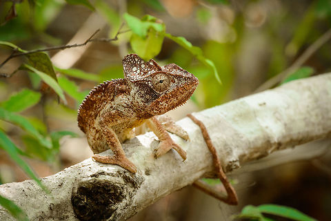 Malagasy Giant Chameleon, Ankarafantsika, Madagascar This one was indeed giant :) Africa,Ankarafantsika,Furcifer oustaleti,Geotagged,Madagascar,Madagascar North,Malagasy Giant Chameleon,Spring,World