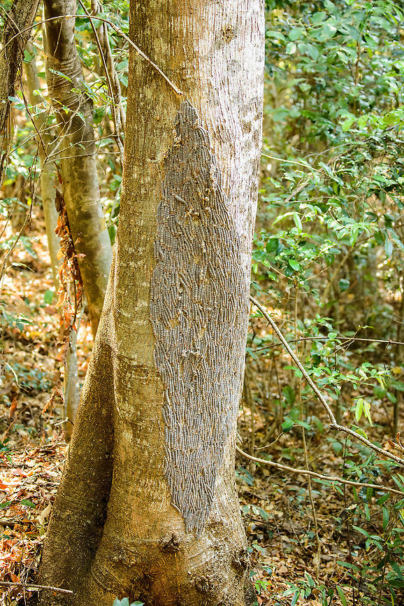Processionary moths on tree, Ankarafantsika, Madagascar A large cluster of Processionary caterpillars on a tree in Ankarafantsika, Madagascar. Closeups:<br />
<figure class="photo"><a href="https://www.jungledragon.com/image/39277/processionary_moths_on_tree_ankarafantsika_-_closeup_madagascar.html" title="Processionary moths on tree, Ankarafantsika - closeup, Madagascar"><img src="https://s3.amazonaws.com/media.jungledragon.com/images/2/39277_thumb.jpg?AWSAccessKeyId=05GMT0V3GWVNE7GGM1R2&Expires=1770854410&Signature=MOZv5ZVf840OcKXx7jF5I7Z%2B77w%3D" width="200" height="182" alt="Processionary moths on tree, Ankarafantsika - closeup, Madagascar A large cluster of Processionary caterpillars on a tree in Ankarafantsika, Madagascar.<br />
https://www.jungledragon.com/image/39280/processionary_moths_on_tree_ankarafantsika_madagascar.html Africa,Ankarafantsika,Geotagged,Madagascar,Madagascar North,Spring,World" /></a></figure><br />
<figure class="photo"><a href="https://www.jungledragon.com/image/39278/processionary_moths_on_tree_ankarafantsika_-_closeup_ii_madagascar.html" title="Processionary moths on tree, Ankarafantsika - closeup II, Madagascar"><img src="https://s3.amazonaws.com/media.jungledragon.com/images/2/39278_thumb.jpg?AWSAccessKeyId=05GMT0V3GWVNE7GGM1R2&Expires=1770854410&Signature=V1%2B%2BSpZymlhitwdUObZanbeR00M%3D" width="200" height="120" alt="Processionary moths on tree, Ankarafantsika - closeup II, Madagascar A large cluster of Processionary caterpillars on a tree in Ankarafantsika, Madagascar.<br />
https://www.jungledragon.com/image/39280/processionary_moths_on_tree_ankarafantsika_madagascar.html Africa,Ankarafantsika,Geotagged,Madagascar,Madagascar North,Spring,World" /></a></figure><br />
<br />
I'm having trouble finding any such species from Madagascar, so this will likely remain unidentified. This sighting freaked out all others. They can be hazardous to people due to the hairs, depending on how sensitive you are to it.  Africa,Ankarafantsika,Geotagged,Madagascar,Madagascar North,Spring,World