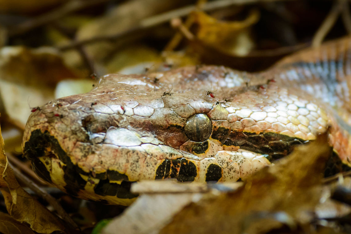 Extreme closeup of Dumeril's boa, Ankarafantsika, Madagascar The suspense of walking in a dry forest full of with life, where every step something rushes away and you hope it&#039;s not deadly. Luckily, in Madagascar, nothing is deadly, not even this enormous Dumeril&#039;s Boa that is sliding through the dry leafs. <br />
<br />
Check out the mosquitoes, some blood-filled, that are plaguing this snake. Without any body parts to chase them of and with snakes being in stealth mode most of the time, this must truly be a major annoyance. Full length:<br />
<figure class="photo"><a href="https://www.jungledragon.com/image/39295/dumerils_boa_ankarafantsika_madagascar.html" title="Dumeril&#039;s boa, Ankarafantsika, Madagascar"><img src="https://s3.amazonaws.com/media.jungledragon.com/images/2/39295_thumb.jpg?AWSAccessKeyId=05GMT0V3GWVNE7GGM1R2&Expires=1759968010&Signature=wwQB0LMjuiTylxiBQ4J2R0u09v0%3D" width="200" height="134" alt="Dumeril&#039;s boa, Ankarafantsika, Madagascar The suspense of walking in a dry forest taming with life, where every step something rushes away and you hope it&#039;s not deadly. Luckily, in Madagascar, nothing is deadly, not even this enormous Dumeril&#039;s Boa that is sliding through the dry leafs. Closeup:<br />
https://www.jungledragon.com/image/39296/closeup_of_dumerils_boa_ankarafantsika_madagascar.html<br />
Closer:<br />
<br />
https://www.jungledragon.com/image/39293/extreme_closeup_of_dumerils_boa_ankarafantsika_madagascar.html Acrantophis dumerili,Africa,Ankarafantsika,Dumeril&#039;s boa,Geotagged,Madagascar,Madagascar North,Spring,World" /></a></figure> Acrantophis dumerili,Africa,Ankarafantsika,Dumeril's boa,Geotagged,Madagascar,Madagascar North,Spring,World
