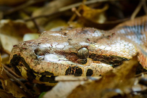 Extreme closeup of Dumeril's boa, Ankarafantsika, Madagascar The suspense of walking in a dry forest full of with life, where every step something rushes away and you hope it's not deadly. Luckily, in Madagascar, nothing is deadly, not even this enormous Dumeril's Boa that is sliding through the dry leafs. 

Check out the mosquitoes, some blood-filled, that are plaguing this snake. Without any body parts to chase them of and with snakes being in stealth mode most of the time, this must truly be a major annoyance. Full length:
https://www.jungledragon.com/image/39295/dumerils_boa_ankarafantsika_madagascar.html Acrantophis dumerili,Africa,Ankarafantsika,Dumeril's boa,Geotagged,Madagascar,Madagascar North,Spring,World