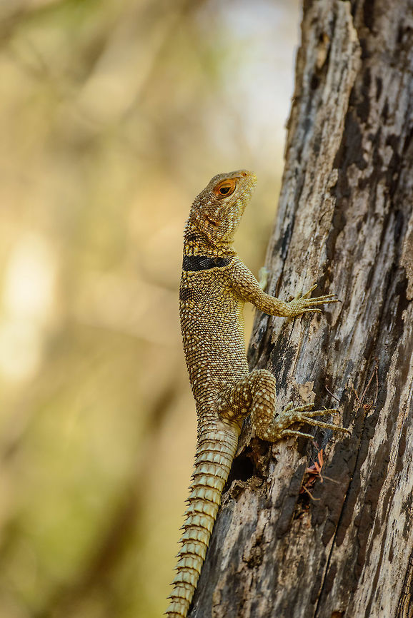 Madagascar Spiny-tailed Lizard on tree, Ankarafantsika, Madagascar Just sitting up straight on this tree, with a &quot;can I help you?&quot; attitude. Africa,Ankarafantsika,Collared iguanid lizard,Geotagged,Madagascar,Madagascar North,Oplurus cuvieri,Spring,World