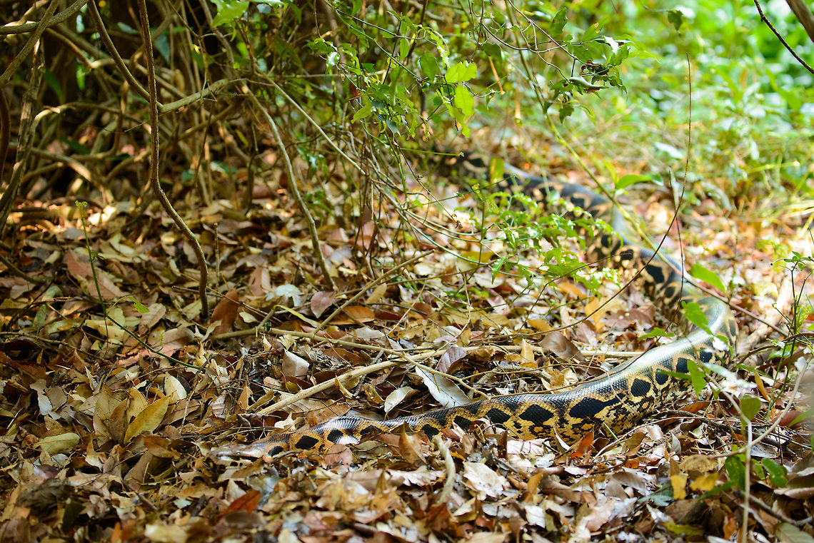 Dumeril's boa, Ankarafantsika, Madagascar The suspense of walking in a dry forest taming with life, where every step something rushes away and you hope it&#039;s not deadly. Luckily, in Madagascar, nothing is deadly, not even this enormous Dumeril&#039;s Boa that is sliding through the dry leafs. Closeup:<br />
<figure class="photo"><a href="https://www.jungledragon.com/image/39296/closeup_of_dumerils_boa_ankarafantsika_madagascar.html" title="Closeup of Dumeril&#039;s boa, Ankarafantsika, Madagascar"><img src="https://s3.amazonaws.com/media.jungledragon.com/images/2/39296_thumb.jpg?AWSAccessKeyId=05GMT0V3GWVNE7GGM1R2&Expires=1759968010&Signature=xjfZwHWkeqDOcS9W74Th0p71m0U%3D" width="200" height="134" alt="Closeup of Dumeril&#039;s boa, Ankarafantsika, Madagascar The suspense of walking in a dry forest taming with life, where every step something rushes away and you hope it&#039;s not deadly. Luckily, in Madagascar, nothing is deadly, not even this enormous Dumeril&#039;s Boa that is sliding through the dry leafs. Full length:<br />
https://www.jungledragon.com/image/39295/dumerils_boa_ankarafantsika_madagascar.html Acrantophis dumerili,Africa,Ankarafantsika,Dumeril&#039;s boa,Geotagged,Madagascar,Madagascar North,Spring,World" /></a></figure><br />
Closer:<br />
<br />
<figure class="photo"><a href="https://www.jungledragon.com/image/39293/extreme_closeup_of_dumerils_boa_ankarafantsika_madagascar.html" title="Extreme closeup of Dumeril&#039;s boa, Ankarafantsika, Madagascar"><img src="https://s3.amazonaws.com/media.jungledragon.com/images/2/39293_thumb.jpg?AWSAccessKeyId=05GMT0V3GWVNE7GGM1R2&Expires=1759968010&Signature=szI0g39RQKqLlGCe4N8r2twUWyY%3D" width="200" height="134" alt="Extreme closeup of Dumeril&#039;s boa, Ankarafantsika, Madagascar The suspense of walking in a dry forest full of with life, where every step something rushes away and you hope it&#039;s not deadly. Luckily, in Madagascar, nothing is deadly, not even this enormous Dumeril&#039;s Boa that is sliding through the dry leafs. <br />
<br />
Check out the mosquitoes, some blood-filled, that are plaguing this snake. Without any body parts to chase them of and with snakes being in stealth mode most of the time, this must truly be a major annoyance. Full length:<br />
https://www.jungledragon.com/image/39295/dumerils_boa_ankarafantsika_madagascar.html Acrantophis dumerili,Africa,Ankarafantsika,Dumeril&#039;s boa,Geotagged,Madagascar,Madagascar North,Spring,World" /></a></figure> Acrantophis dumerili,Africa,Ankarafantsika,Dumeril's boa,Geotagged,Madagascar,Madagascar North,Spring,World