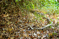 Dumeril's boa, Ankarafantsika, Madagascar The suspense of walking in a dry forest taming with life, where every step something rushes away and you hope it's not deadly. Luckily, in Madagascar, nothing is deadly, not even this enormous Dumeril's Boa that is sliding through the dry leafs. Closeup:<br />
https://www.jungledragon.com/image/39296/closeup_of_dumerils_boa_ankarafantsika_madagascar.html<br />
Closer:<br />
<br />
https://www.jungledragon.com/image/39293/extreme_closeup_of_dumerils_boa_ankarafantsika_madagascar.html Acrantophis dumerili,Africa,Ankarafantsika,Dumeril's boa,Geotagged,Madagascar,Madagascar North,Spring,World