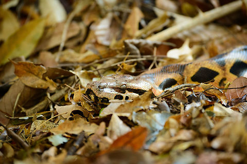 Closeup of Dumeril's boa, Ankarafantsika, Madagascar The suspense of walking in a dry forest taming with life, where every step something rushes away and you hope it's not deadly. Luckily, in Madagascar, nothing is deadly, not even this enormous Dumeril's Boa that is sliding through the dry leafs. Full length:
https://www.jungledragon.com/image/39295/dumerils_boa_ankarafantsika_madagascar.html Acrantophis dumerili,Africa,Ankarafantsika,Dumeril's boa,Geotagged,Madagascar,Madagascar North,Spring,World