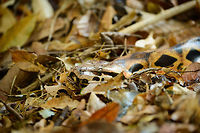 Closeup of Dumeril's boa, Ankarafantsika, Madagascar The suspense of walking in a dry forest taming with life, where every step something rushes away and you hope it's not deadly. Luckily, in Madagascar, nothing is deadly, not even this enormous Dumeril's Boa that is sliding through the dry leafs. Full length:<br />
https://www.jungledragon.com/image/39295/dumerils_boa_ankarafantsika_madagascar.html Acrantophis dumerili,Africa,Ankarafantsika,Dumeril's boa,Geotagged,Madagascar,Madagascar North,Spring,World