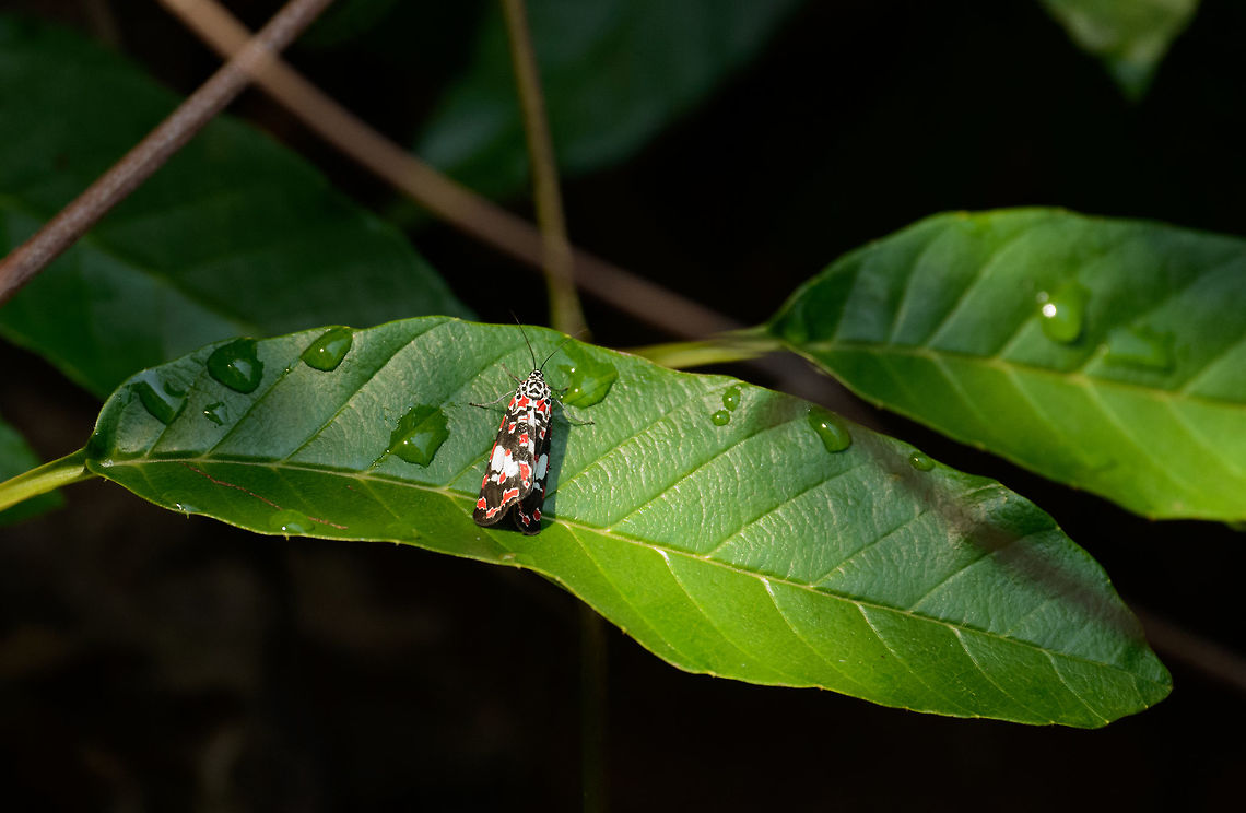 Red speckled moth, Ankarafantsika, Madagascar Poor photo, sharing it for the potential species value. Not sure yet what it is. Africa,Ankarafantsika,Geotagged,Madagascar,Madagascar North,Spring,Utetheisa elata,World