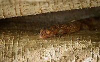 Antongil Velvet Gecko, Ankarafantsika, Madagascar Hiding between two tree trunks. I rotated the photo. Will double-check the species with an expert. Africa,Ankarafantsika,Antongil Velvet Gecko,Blaesodactylus antongilensis,Geotagged,Madagascar,Madagascar North,Spring,World