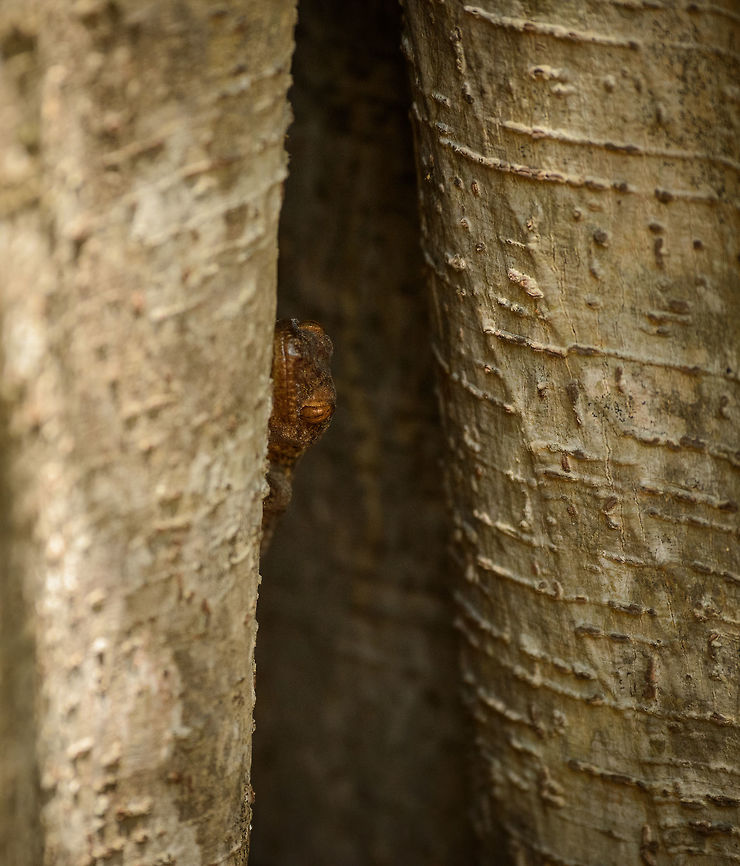 Antongil Velvet Gecko - II, Ankarafantsika, Madagascar Pretty small gecko, hiding in between two tree trunks. Africa,Ankarafantsika,Antongil Velvet Gecko,Blaesodactylus antongilensis,Geotagged,Madagascar,Madagascar North,Spring,World