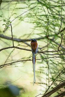 Male Malagasy Paradise Flycatcher, Ankarafantsika, Madagascar Easily recognized by the long tail feathers, in this case about twice the length of its body. Africa,Ankarafantsika,Geotagged,Madagascar,Madagascar North,Malagasy paradise flycatcher,Spring,Terpsiphone mutata,World
