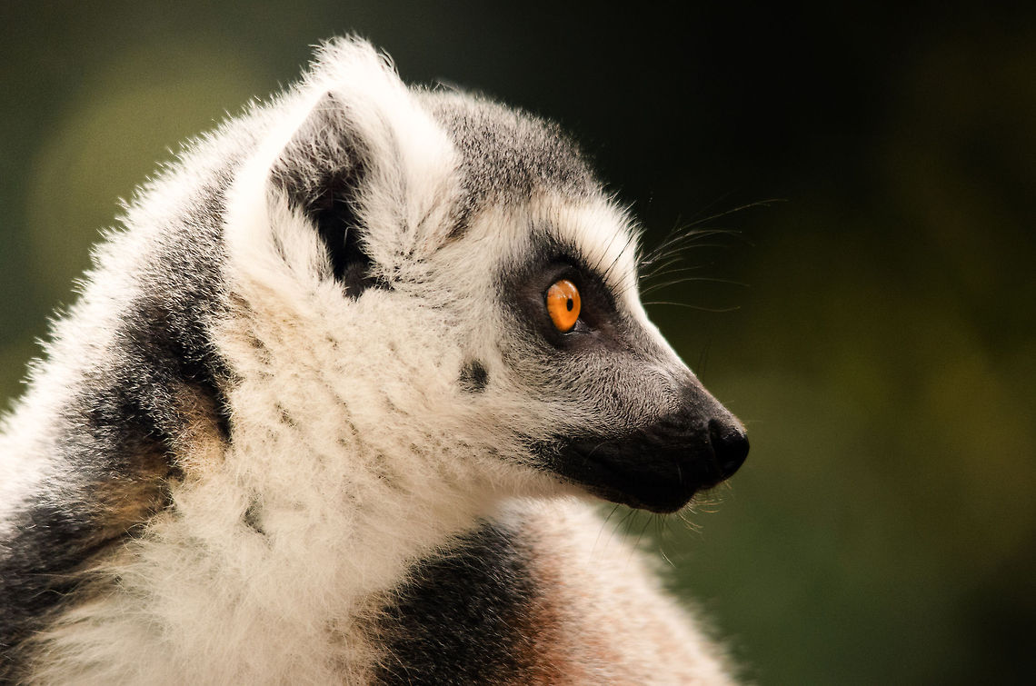 Ring-tailed Lemur closeup Yes, I know, I do look adoringly handsome from this side.. Wait till I show you the other side;) Geotagged,Lemur catta,Monkeys,Papegaaienpark VeldHoven,Parrot Park Veldhoven,Ring-tailed lemur,The Netherlands,lemur