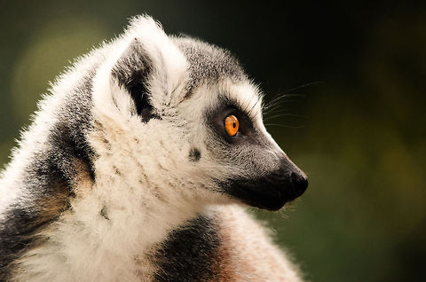 Ring-tailed Lemur closeup Yes, I know, I do look adoringly handsome from this side.. Wait till I show you the other side;) Geotagged,Lemur catta,Monkeys,Papegaaienpark VeldHoven,Parrot Park Veldhoven,Ring-tailed lemur,The Netherlands,lemur