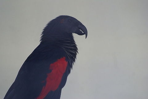 Pesquet's Parrot Full view of a Vulturine Parrot in Kuala Lumpur's fantastic bird park.  Birds,Malaysia,Parrots,Pesquet's Parrot,Pesquets Parrot,Psittrichas fulgidus,Vulturine Parrot