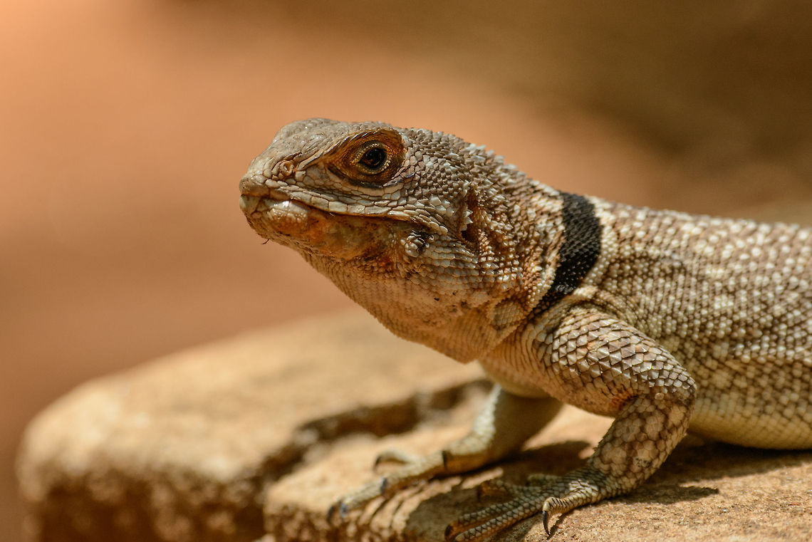 Closeup of Madagascar Spiny-tailed Lizard, Ankarafantsika, Madagascar This one was found behind our bungalow that was right across the entrance of Ankarafantsika NP. As long as you don't make any sudden movements, it allows you to gradually get closer.  Africa,Ankarafantsika,Collared iguanid lizard,Geotagged,Madagascar,Madagascar North,Oplurus cuvieri,Spring,World