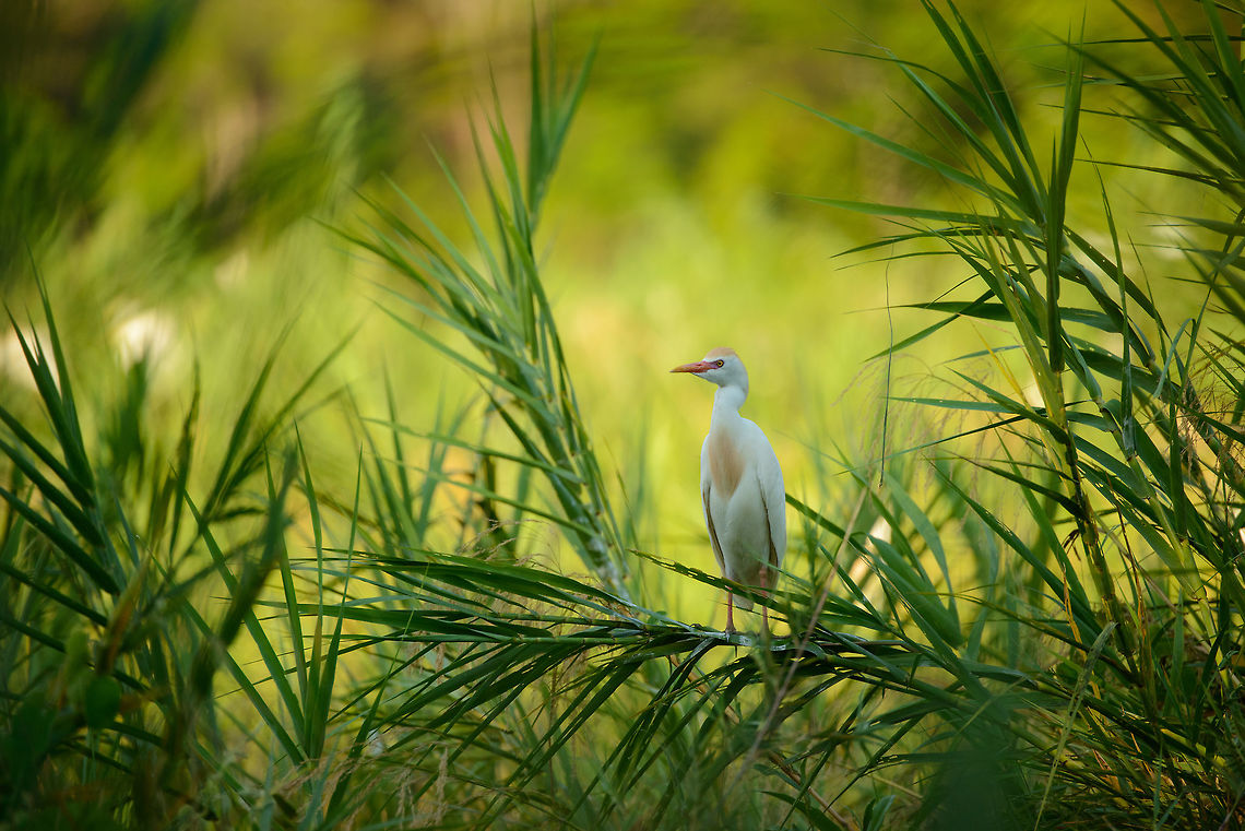 Cattle Egret in lake of Ankarafantsika, Madagascar Single individual part of a flock of hundreds nesting here:<br />
<figure class="photo"><a href="https://www.jungledragon.com/image/39040/ankarafantsika_cattle_egret_flocks_nesting_madagascar.html" title="Ankarafantsika Cattle Egret flocks nesting, Madagascar"><img src="https://s3.amazonaws.com/media.jungledragon.com/images/2/39040_thumb.jpg?AWSAccessKeyId=05GMT0V3GWVNE7GGM1R2&Expires=1759968010&Signature=4M8t%2FanR0Nwu9VRKmQDnmTdGT1s%3D" width="200" height="118" alt="Ankarafantsika Cattle Egret flocks nesting, Madagascar Arriving at the last destination of our trip through Northern Madagascar, Ankarafantsika, we were situated in a large bungalow that had this view from the backyard. This is a group of several hundred egrets that are likely nesting here. Video:<br />
https://youtu.be/5fK2VWST9jU Africa,Ankarafantsika,Bubulcus ibis,Cattle egret,Geotagged,Madagascar,Madagascar North,Spring,World" /></a></figure> Africa,Ankarafantsika,Bubulcus ibis,Cattle egret,Geotagged,Madagascar,Madagascar North,Spring,World