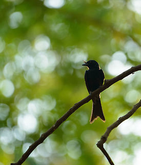 Madagascar Crested Drongo overseeing dry forest of Ankarafantsika, Madagascar  Africa,Ankarafantsika,Crested drongo,Dicrurus forficatus,Geotagged,Madagascar,Madagascar North,Spring,World