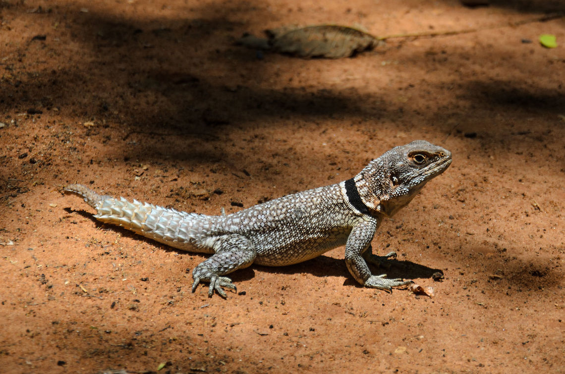 Madagascar Spiny-tailed Lizard full body shot, Ankarafantsika, Madagascar Check out the super fat tail. Found behind our bungalow in Ankarafantsika, Madagascar. Africa,Ankarafantsika,Collared iguanid lizard,Madagascar,Madagascar North,Oplurus cuvieri,World