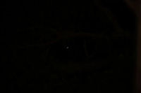 Lemur night photography, Ankarafantsika, Madagascar Check out the tiny eyes in the distance, as seen during  a night tour in Akarafantsika, Madagascar. With 400mm and my speed light at full power, a shot like this is still possible, which surprised me a lot:<br />
https://www.jungledragon.com/image/39431/nocturnal_lemur_ankarafantsika_madagascar.html Africa,Ankarafantsika,Geotagged,Lepilemur edwardsi,Madagascar,Madagascar North,Milne-Edwards sportive lemur,Night,Spring,World