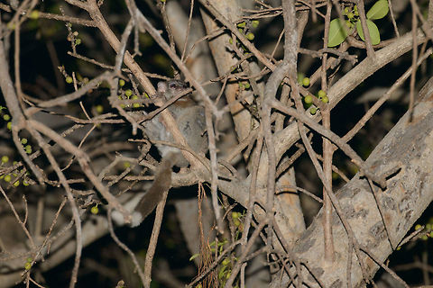 Nocturnal lemur, Ankarafantsika, Madagascar We did a one hour night tour just outside the Ankarafantsika, since night tours in national parks are prohibited in Madagascar. We spotted the reflection of some lemur eyes in the far distance:
https://www.jungledragon.com/image/39430/lemur_night_photography_ankarafantsika_madagascar.html

Based on only those tiny eyes in the pitch dark I still managed to get the above shot. It's kind of ridiculous to carry a 400mm at night, but my speed light at maximum power was able to flood the forest with light. Not a thing to overuse, as it obviously disturbs wildlife.

Anyway, regarding species, our guide suggested the mongoose lemur, but it looks way different. I'm thinking it may be a Milne-Edwards' sportive lemur, but I'll first verify it with an expert. Africa,Ankarafantsika,Geotagged,Lepilemur edwardsi,Madagascar,Madagascar North,Milne-Edwards sportive lemur,Spring,World