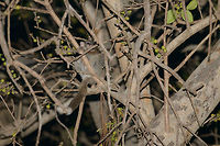 Nocturnal lemur, Ankarafantsika, Madagascar We did a one hour night tour just outside the Ankarafantsika, since night tours in national parks are prohibited in Madagascar. We spotted the reflection of some lemur eyes in the far distance:<br />
https://www.jungledragon.com/image/39430/lemur_night_photography_ankarafantsika_madagascar.html<br />
<br />
Based on only those tiny eyes in the pitch dark I still managed to get the above shot. It's kind of ridiculous to carry a 400mm at night, but my speed light at maximum power was able to flood the forest with light. Not a thing to overuse, as it obviously disturbs wildlife.<br />
<br />
Anyway, regarding species, our guide suggested the mongoose lemur, but it looks way different. I'm thinking it may be a Milne-Edwards' sportive lemur, but I'll first verify it with an expert. Africa,Ankarafantsika,Geotagged,Lepilemur edwardsi,Madagascar,Madagascar North,Milne-Edwards sportive lemur,Spring,World