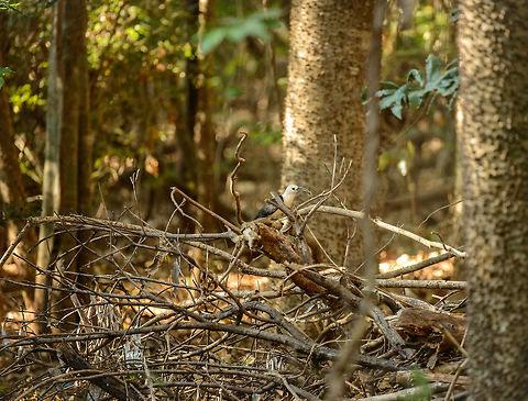 Sickle-billed Vanga, Ankarafantsika, Madagascar Nesting near the restaurant of the park. I tried for a long time, but could not get closer than this. Africa,Ankarafantsika,Falculea palliata,Geotagged,Madagascar,Madagascar North,Sickle-billed Vanga,Spring,World